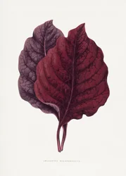Illustration d