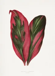 Illustration d
