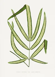 Illustration d
