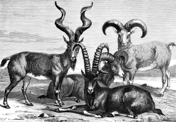 Moutons de montagne et bouquetins, vers 1890