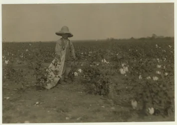 Willie Hesse, 5 ans, cueille 15 livres de coton par jour sur la ferme de ses parents près de West, Texas, 1913