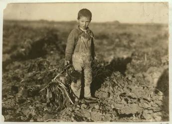 Jo, 6 ans, arrachant des betteraves sucrières dans une ferme près de Sterling, Colorado, 1915