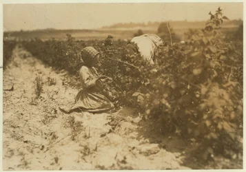 Une fillette polonaise de six ans cueillant des baies toute la journée avec sa famille (Scholtz) à Rock Creek, près de Baltimore, Maryland, 1909