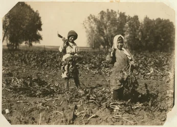 Amelia et Mary Luft, 9 et 12 ans, coupant des betteraves sucrières dans une ferme près de Sterling, Colorado, 1915