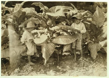 Amos 6 et Horace 4 vers et suceurs de tabac toute la journée pour leur père John Neal à Warren County, Albaton, Kentucky, 1916