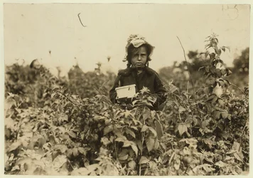 Annie Bissie cueillant des baies dans les champs près de Baltimore, Maryland, 1909