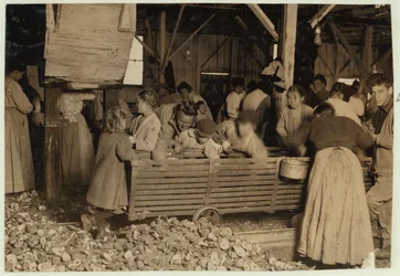 Bill May, âgé de 5 ans, qui gagne 15 cents par jour, dans le hangar de décorticage de la Barataria Canning Company, Biloxi, Mississippi, 1911