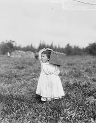 Jennie Camillo, huit ans, de Philadelphie, cueillant des canneberges au marais de Theodore Budd, Turkeytown, près de Pemberton, New Jersey, 1910
