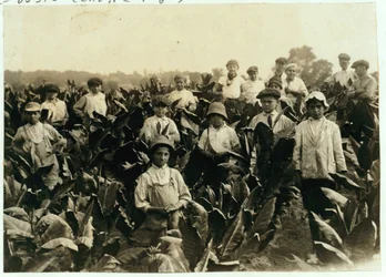 Ferme de Tabac Goodrich, près de Gildersleeve, Connecticut, 1917