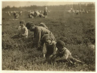 Jo Arnao 3, cueillant des canneberges avec son frère 6 et sa sœur 9 à Whites Bog, Browns Mills, New Jersey, 1910