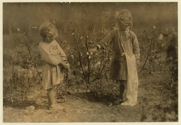Millie, 4 ans, cueille 8 livres de coton par jour et Nellie 5, cueille 30 sur une ferme près de Houston, Texas, 1913