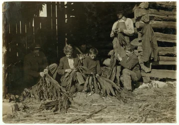 Les fils de J.H. Burch âgés de 12, 14 et 17 ans épluchant du tabac pendant les heures de classe à Warren County, Rockfield, Kentucky, 1916