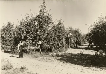 Sans titre, vers 1935