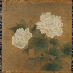 Hibiscus blancs