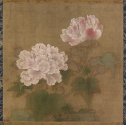 Roses de coton rouges et blanches