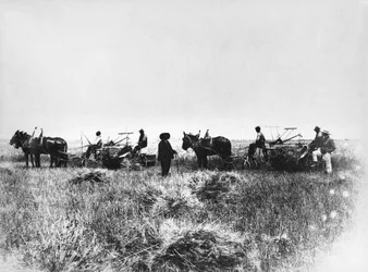 Fauchage du foin dans les champs de Policoro, agriculteurs avec chevaux et charrettes, Basilicate, début des années 1900, Italie, XXe siècle