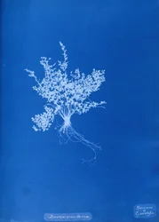 Cyanotype de fougère britannique