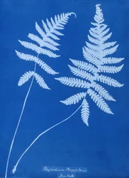 Cyanotype de Polypodium phegopteris