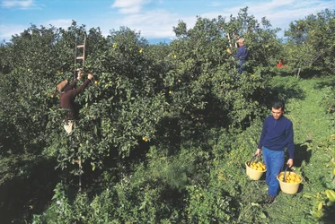 Récolte de bergamote, Calabre, Italie (photo)