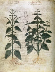 Herbiers Orties, VIe siècle