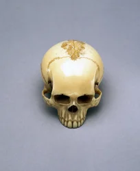 Modèle de crâne, probablement un netsuke, japonais