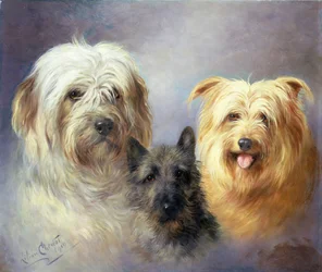 Un Tibétain, un Cairn et un Silky Terrier