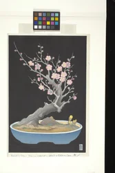 Prunier nain japonais