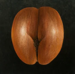 Coco de Mer