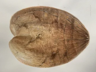 Noix de coco 1