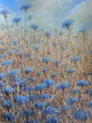 Bleuets 3