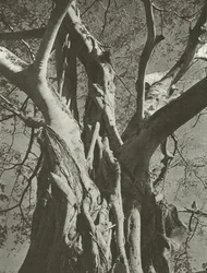 Arbre banyan