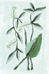 Aquarelle botanique verte