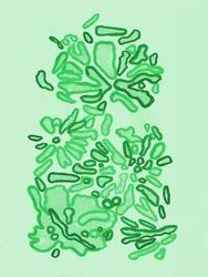 Formes vertes et bio