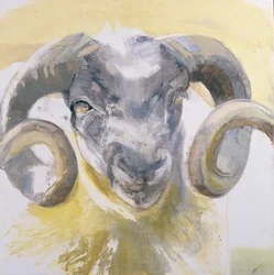 Mouton aux longues cornes