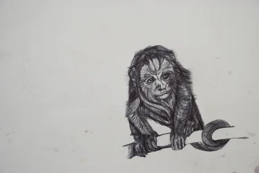 Affaire de singe, 2016