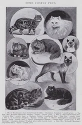 Quelques animaux de compagnie coûteux (lithographie)
