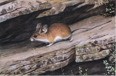 La souris à grandes oreilles représente le clan des pieds blancs dans les canyons escarpés du sud-ouest
