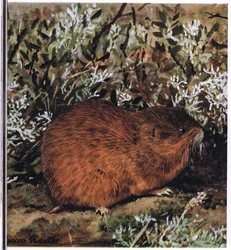 Lemming brun, un rongeur trapu qui vit dans un réseau de tunnels