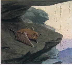 Chauve-souris à queue libre