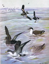 Illustration de The Natural History of American Birds of Eastern and Central North America