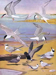 Illustration de The Natural History of American Birds of Eastern and Central North America