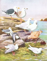Illustration de L