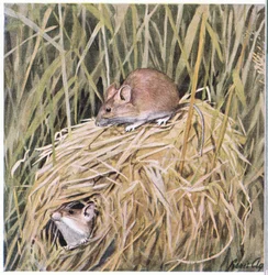 La souris des moissons de l