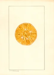Orange (Citrus sinensis) (aquarelle)