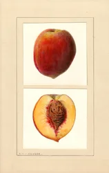 Pêches (Prunus persica : Numéro 10) (aquarelle)