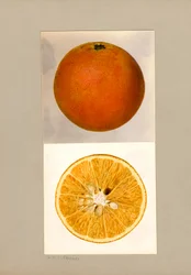 Ananas Orange (Citrus sinensis)