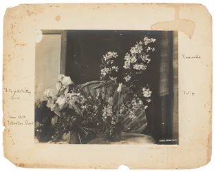 Tiffany Studios