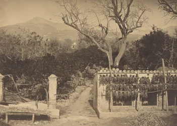 Scène agricole avec montagnes