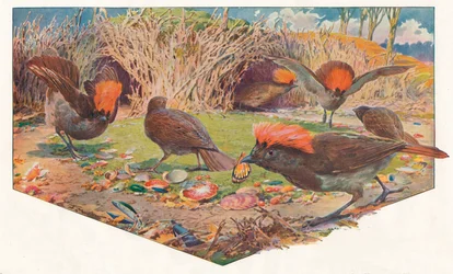 Oiseaux jardiniers, 1911