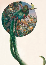 « Trogons à longue queue », vers 1910, 1911